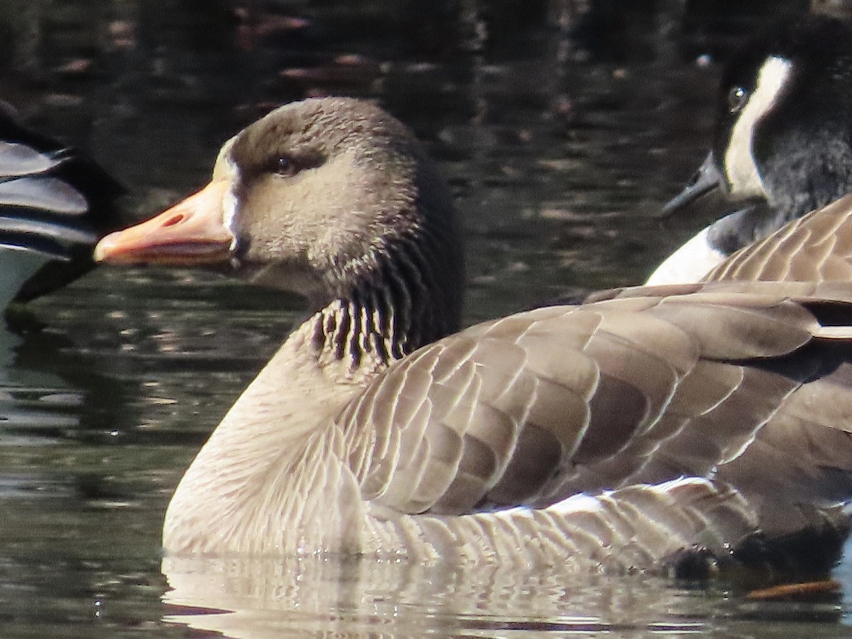 Greater White-fronted Goose - ML615378701