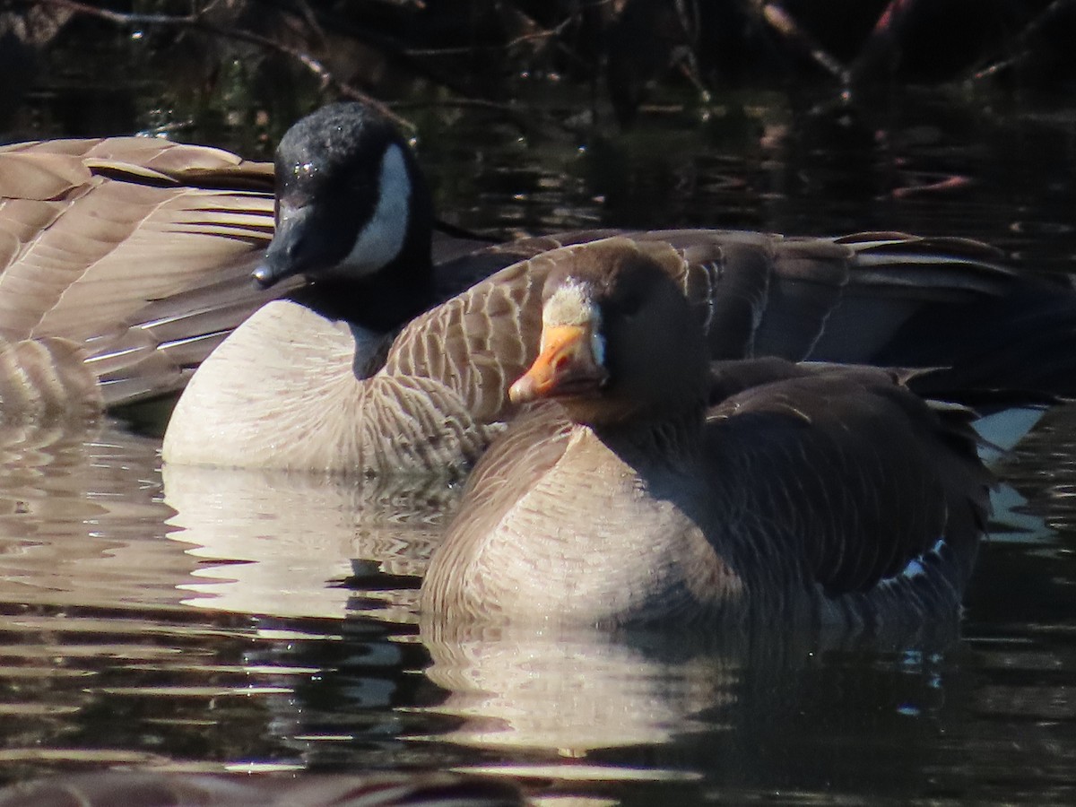 Greater White-fronted Goose - ML615378703