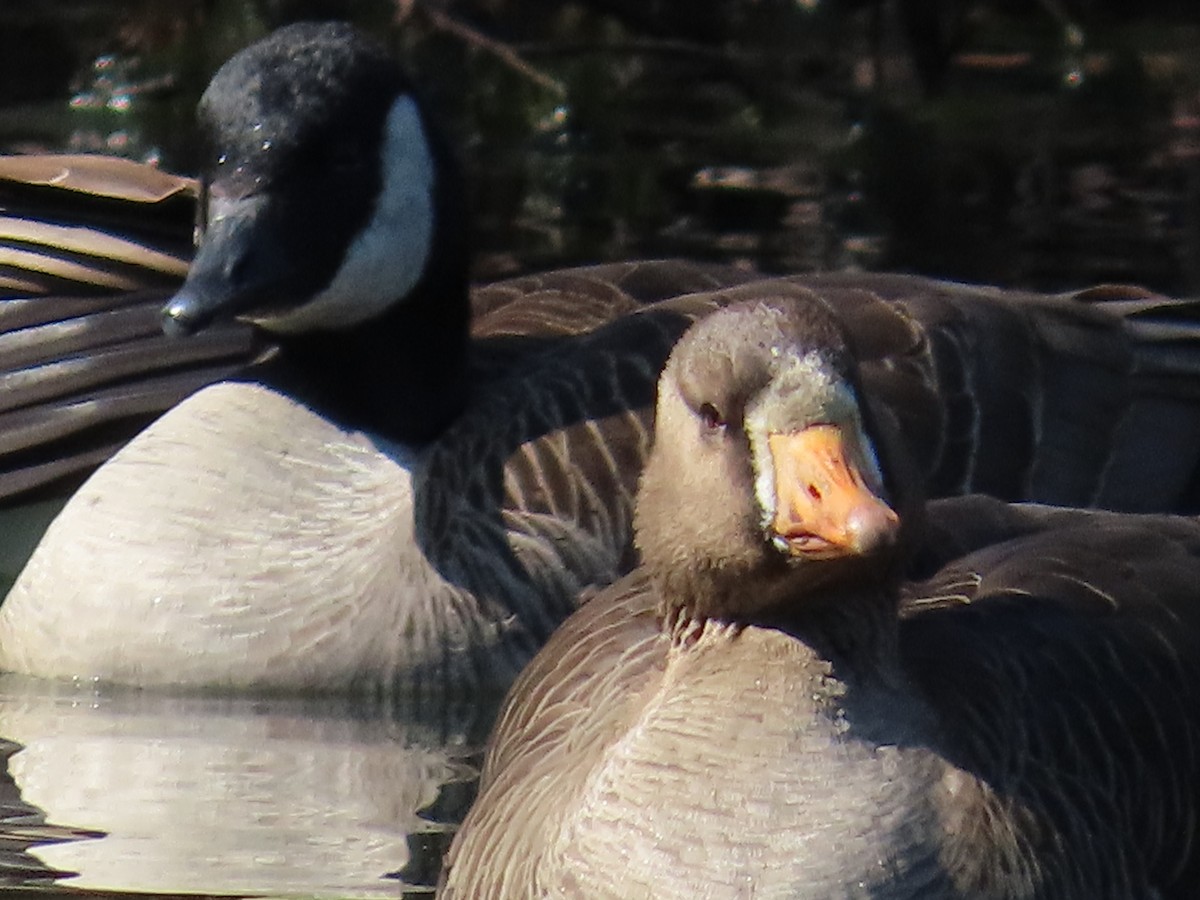 Greater White-fronted Goose - ML615378704