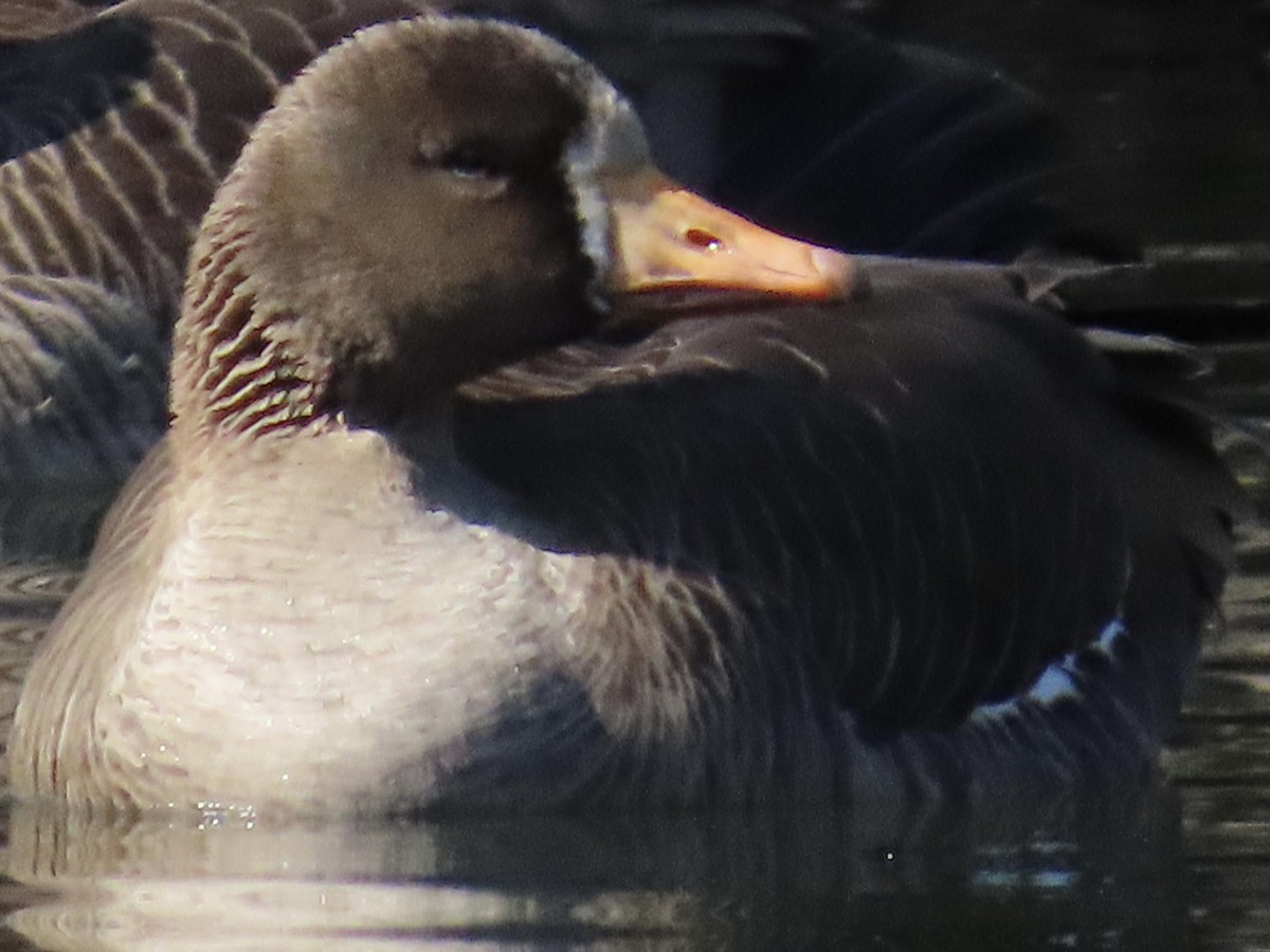 Greater White-fronted Goose - ML615378705