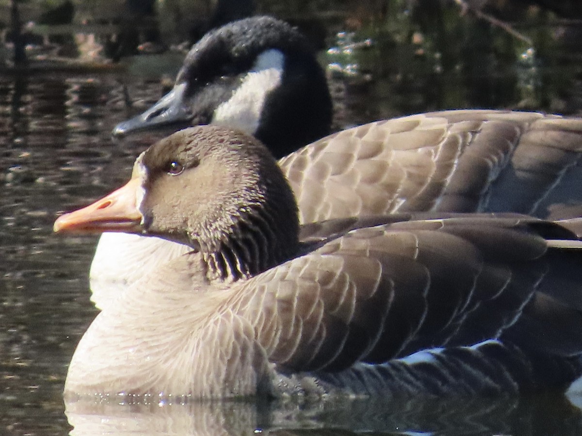 Greater White-fronted Goose - ML615378706