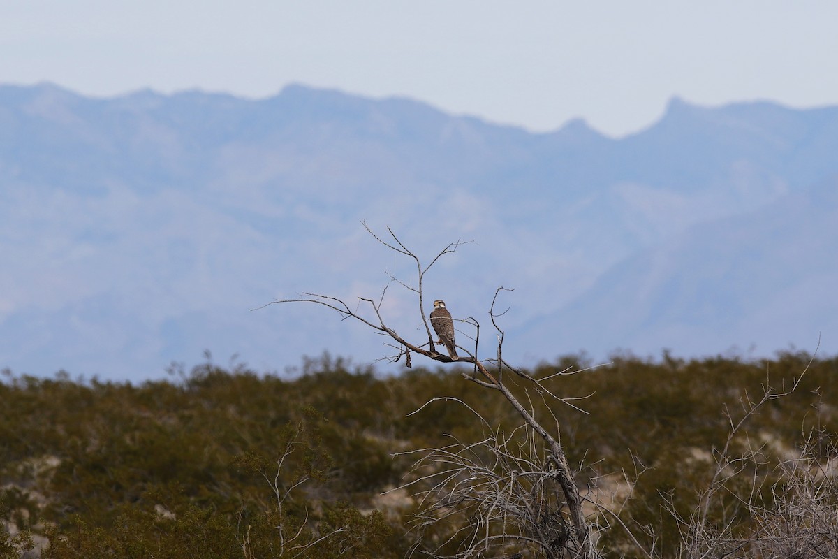 Prairie Falcon - ML615378714