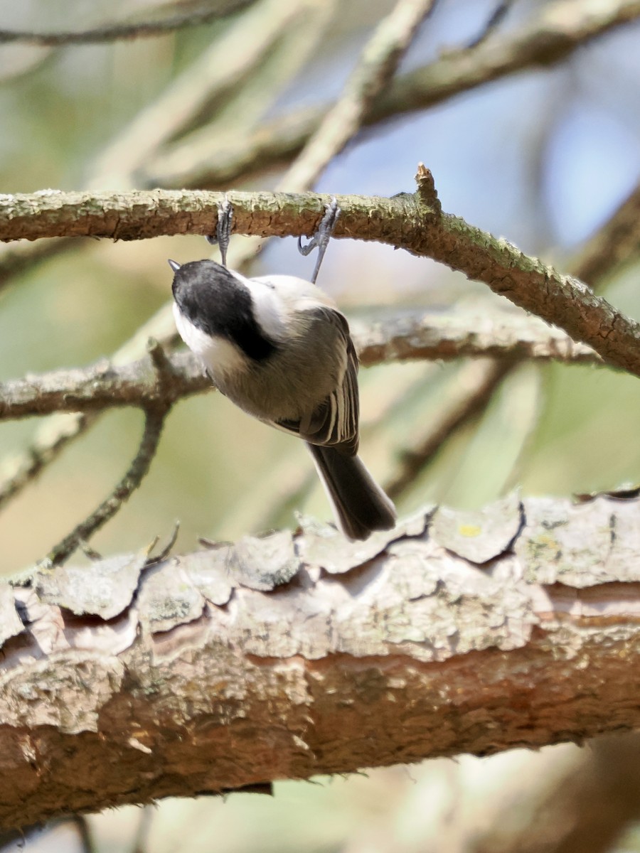 Mésange à tête noire - ML615378715