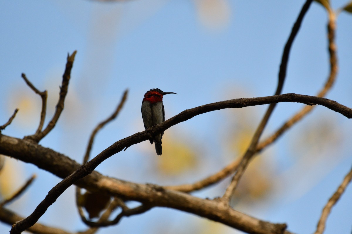 Graubauch-Nektarvogel - ML615378722