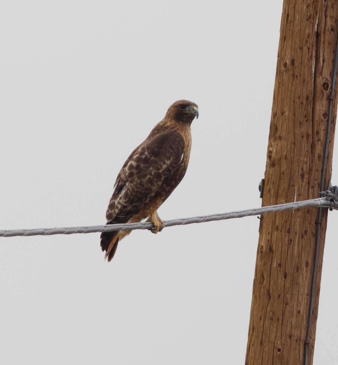 Red-tailed Hawk - ML615378762