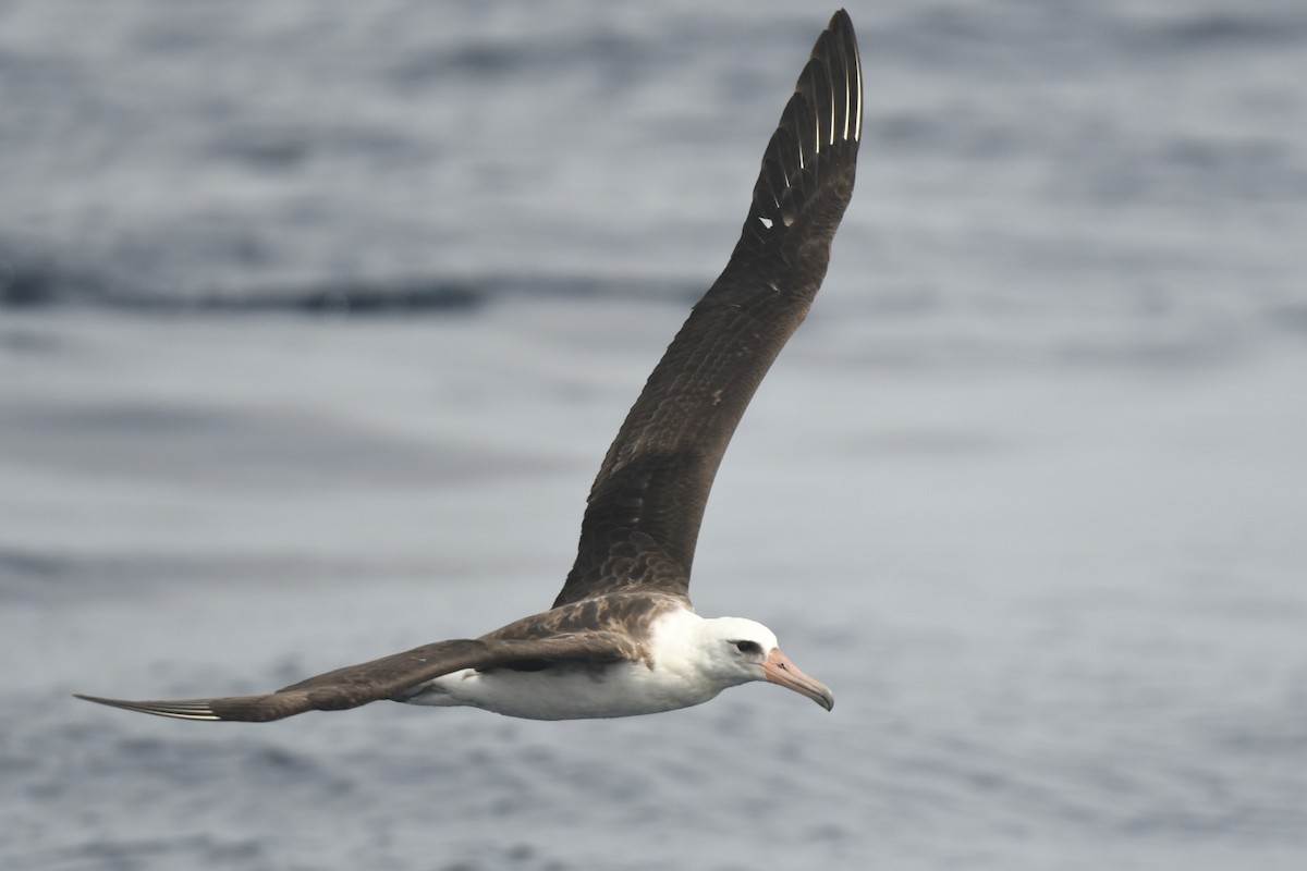 Laysan Albatross - ML615378904