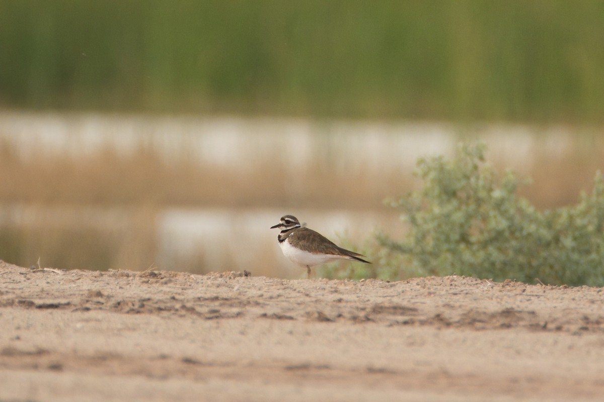 Killdeer - ML615378972