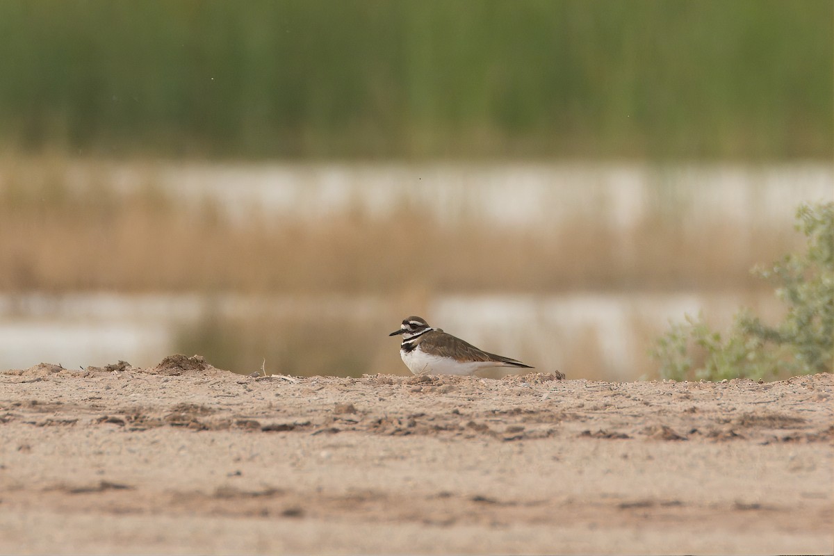 Killdeer - ML615378975