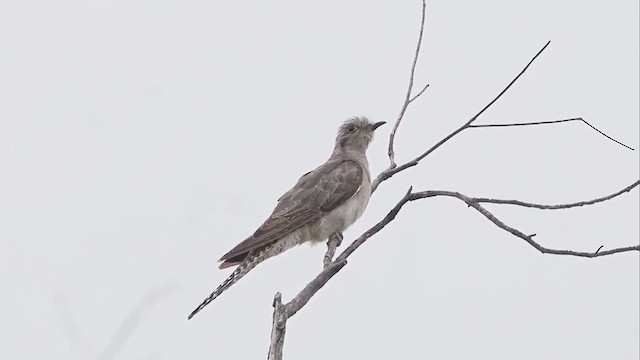 Pallid Cuckoo - ML615379019