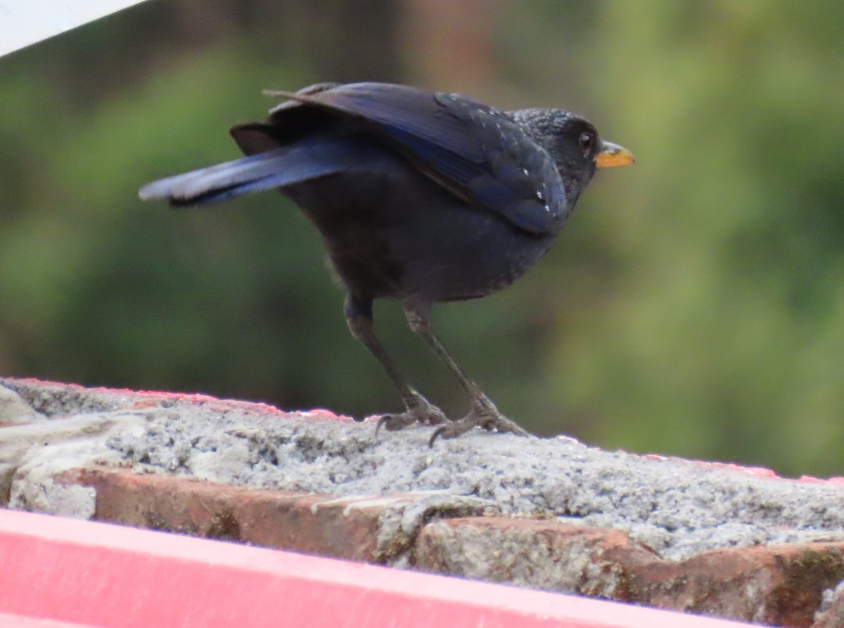 Blue Whistling-Thrush - ML615379175