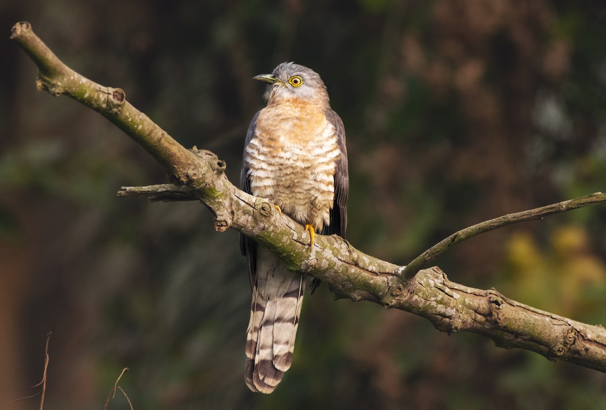 Common Hawk-Cuckoo - ML615379231