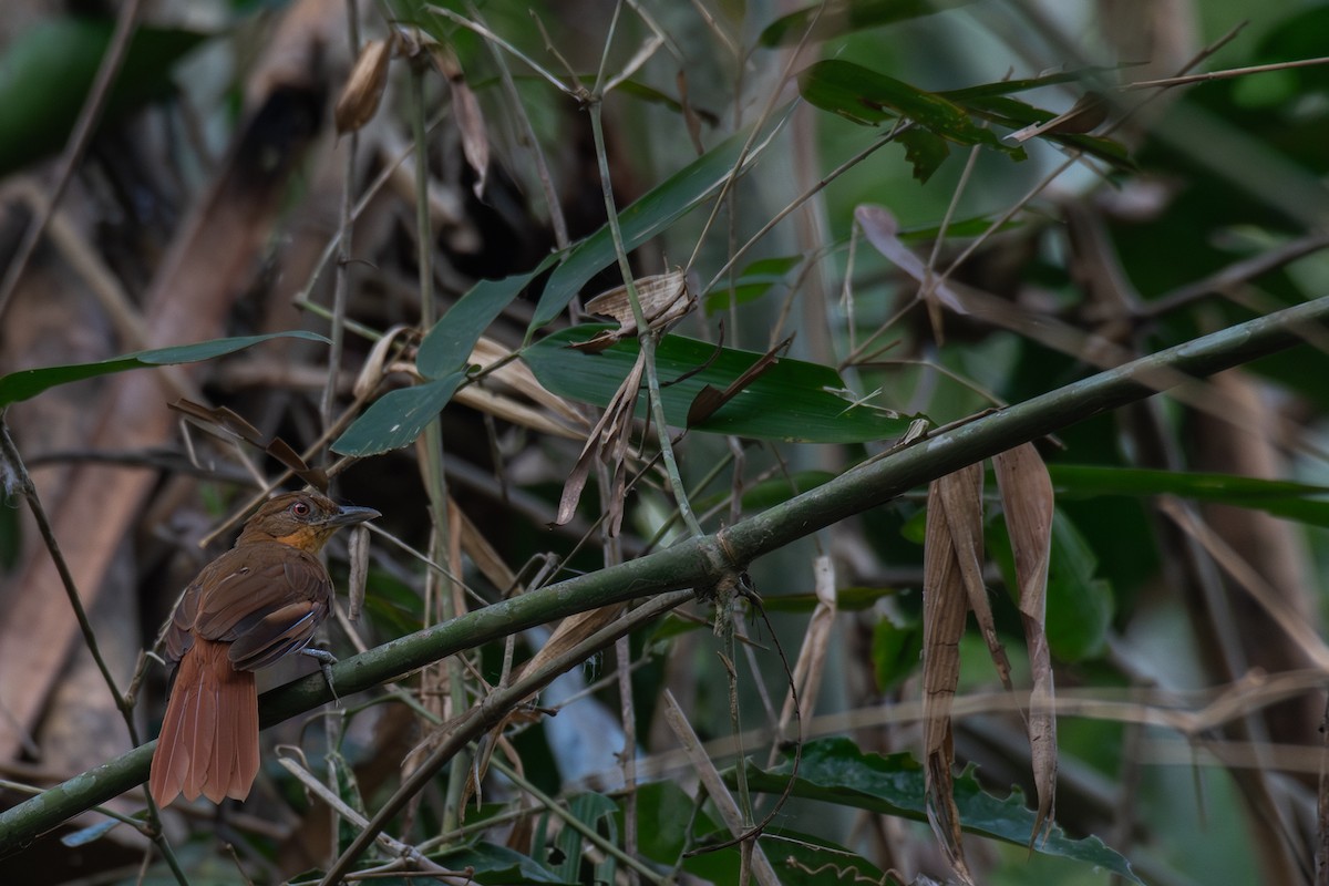 Brown-rumped Foliage-gleaner - ML615379302