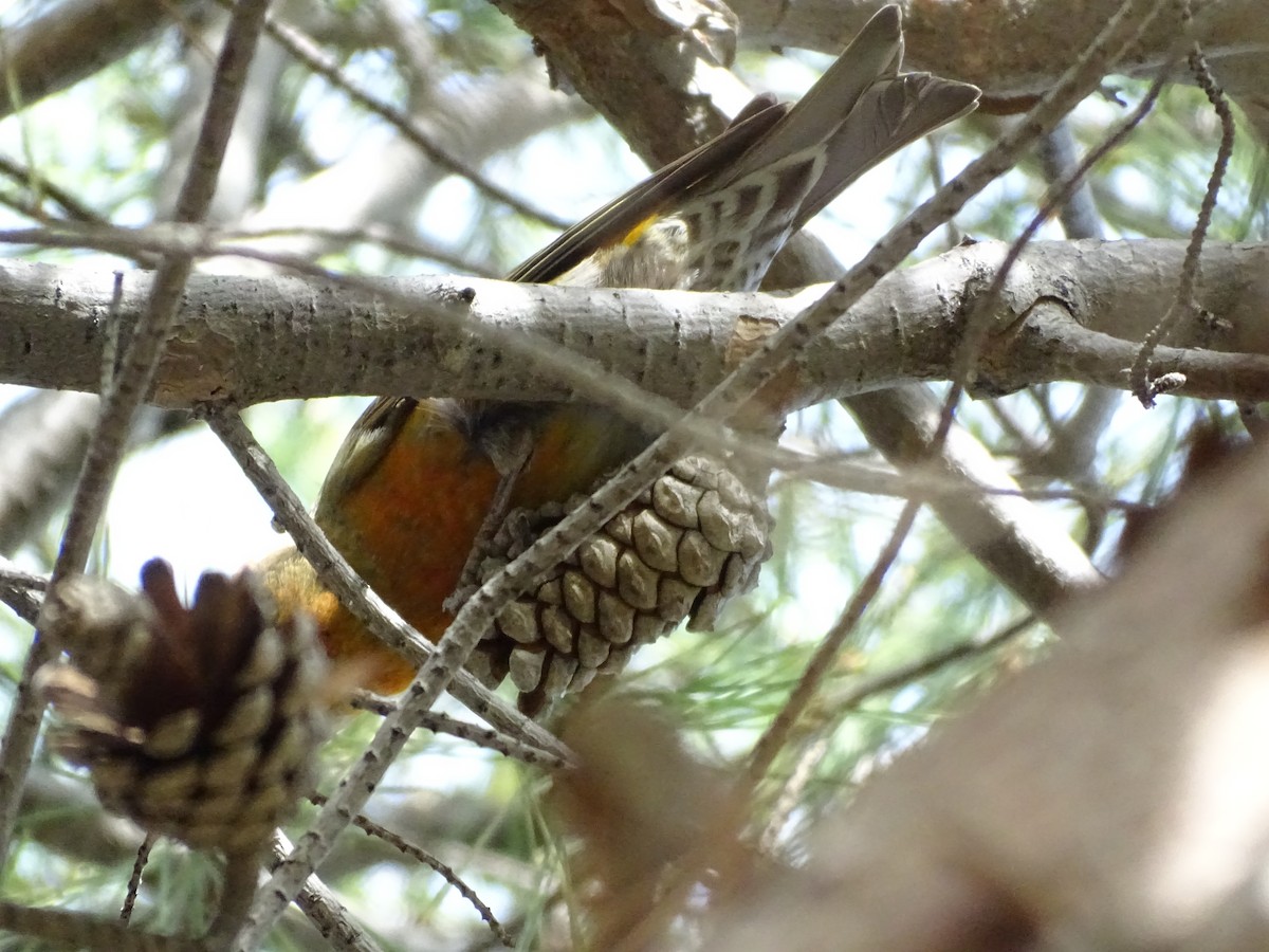 Red Crossbill (Ponderosa Pine or type 2) - Rosie Howard