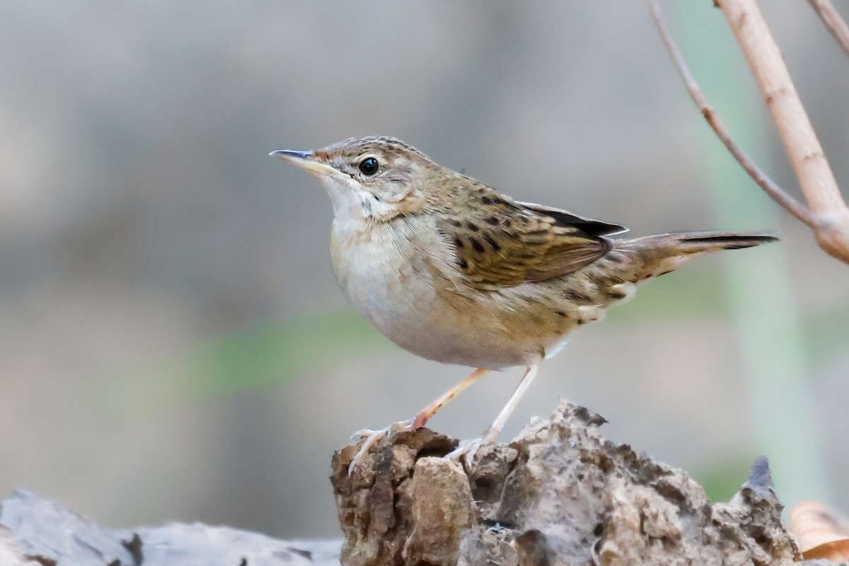 Common Grasshopper Warbler - ML615379470
