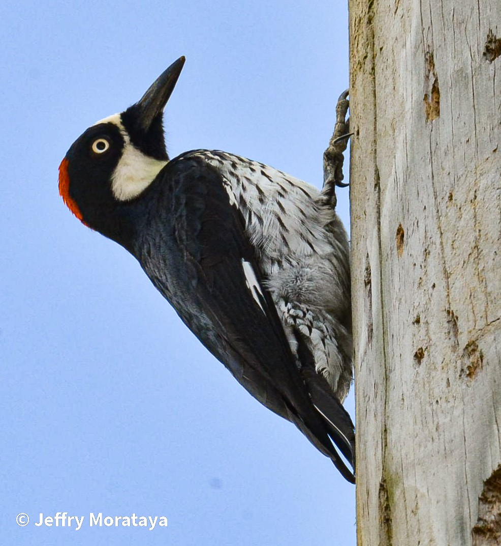 Acorn Woodpecker - Jeffry Morataya