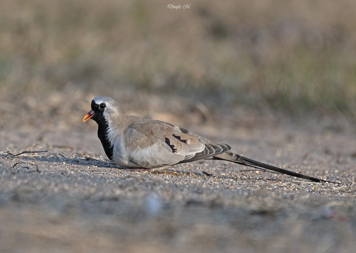 Namaqua Dove - ML615379499