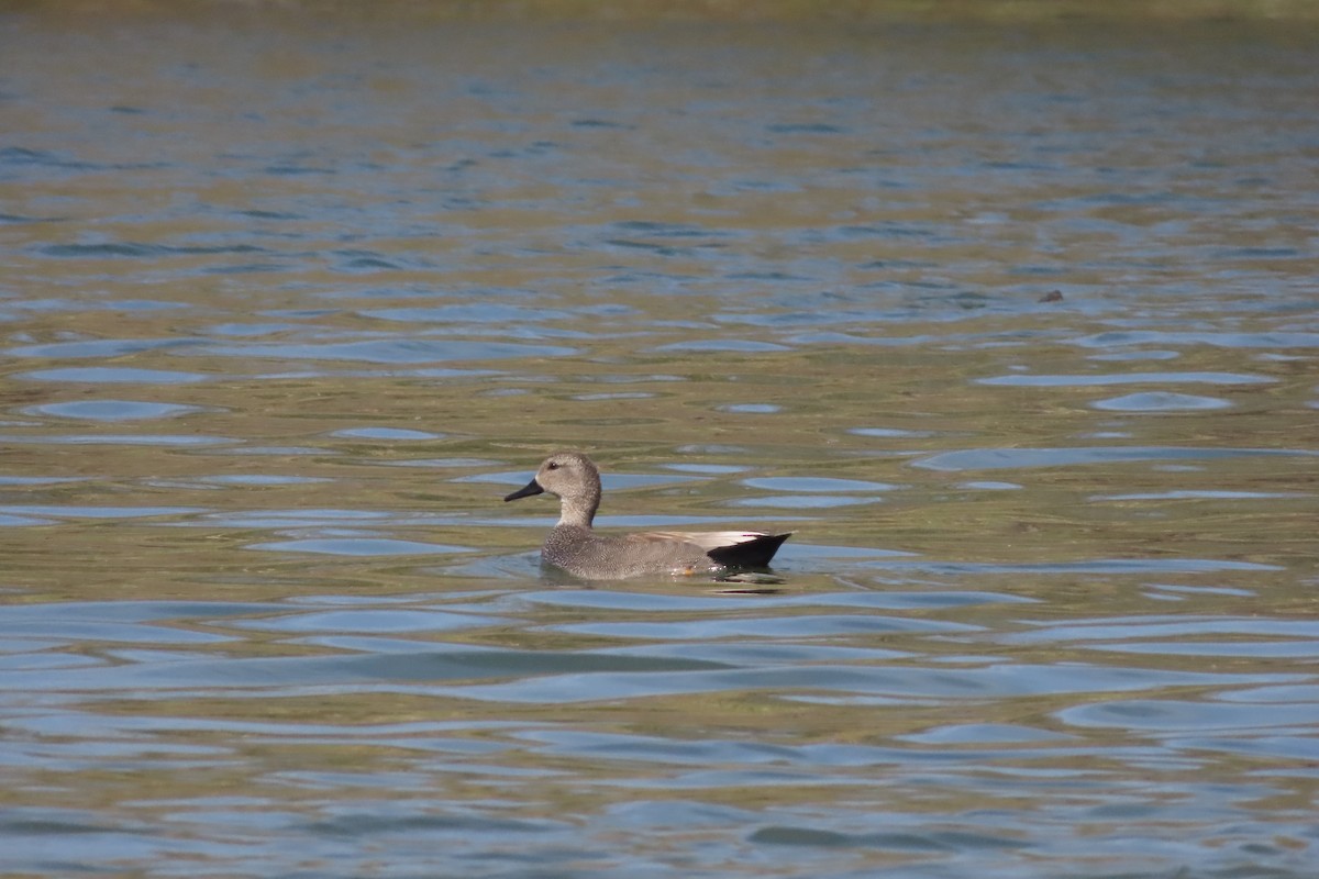 Gadwall - ML615379500