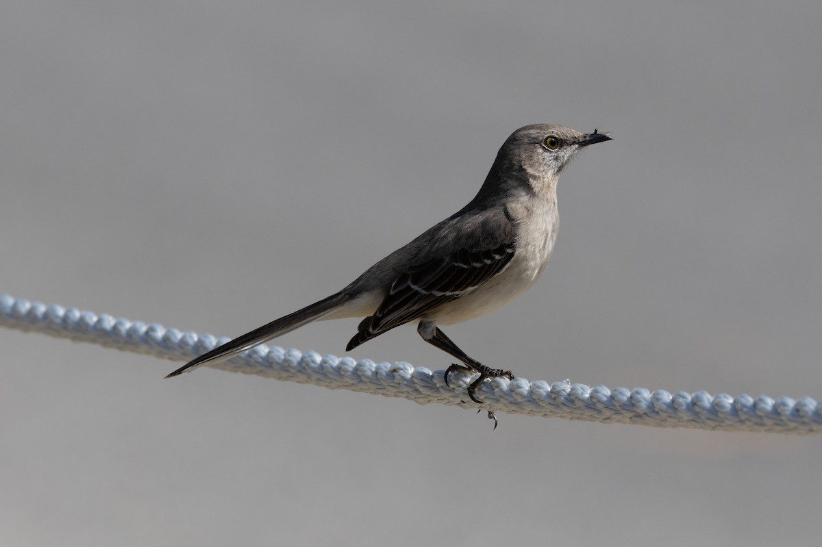 Northern Mockingbird - ML615379511