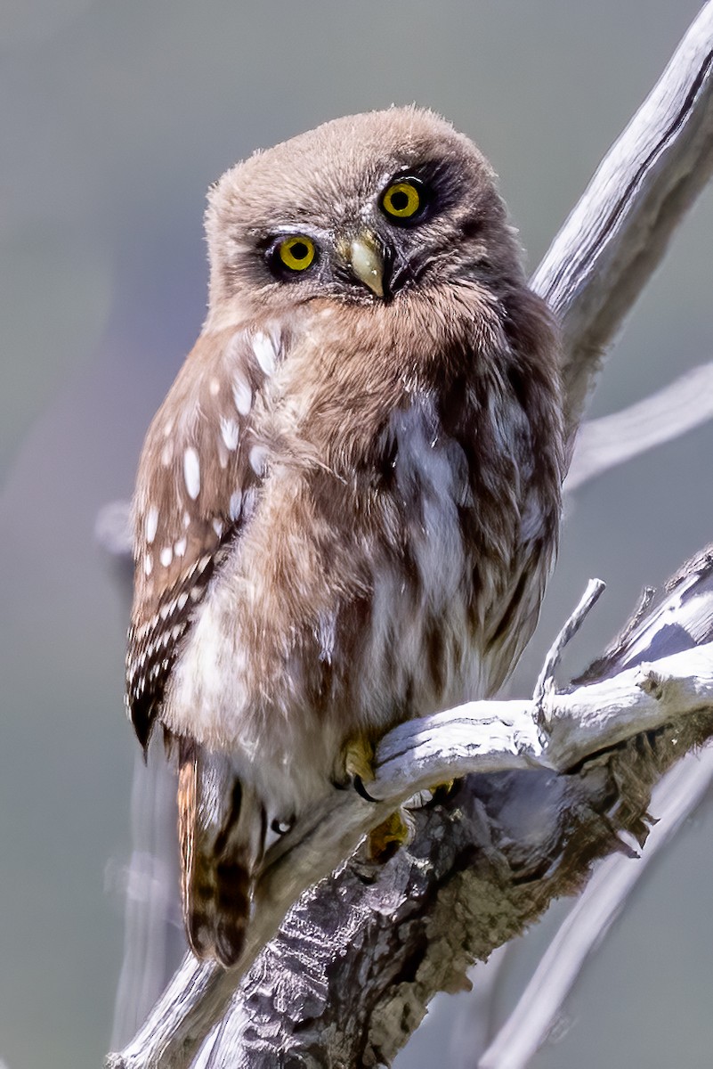 Austral Pygmy-Owl - ML615379586