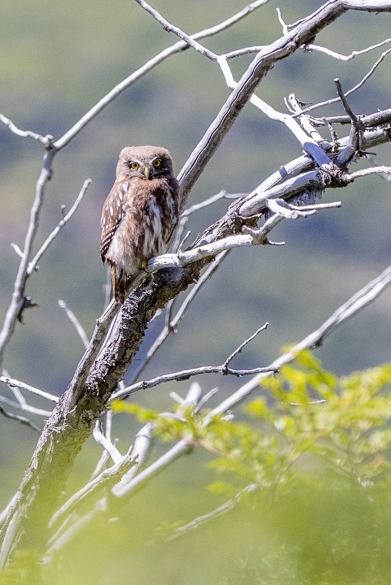 Austral Pygmy-Owl - ML615379587