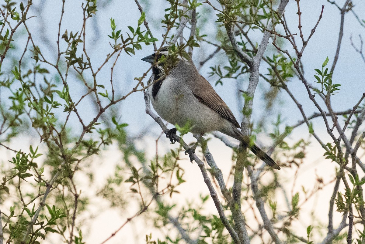 Black-throated Sparrow - ML615379624