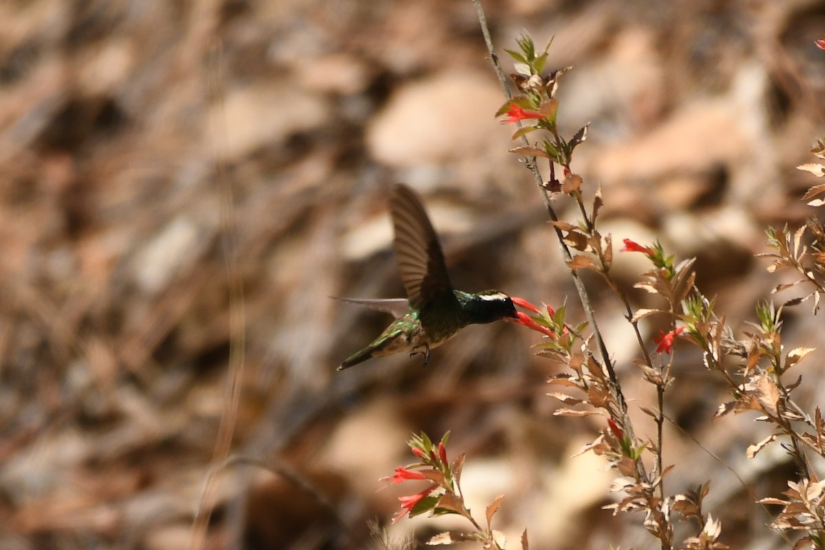 kolibřík bělouchý - ML615379692