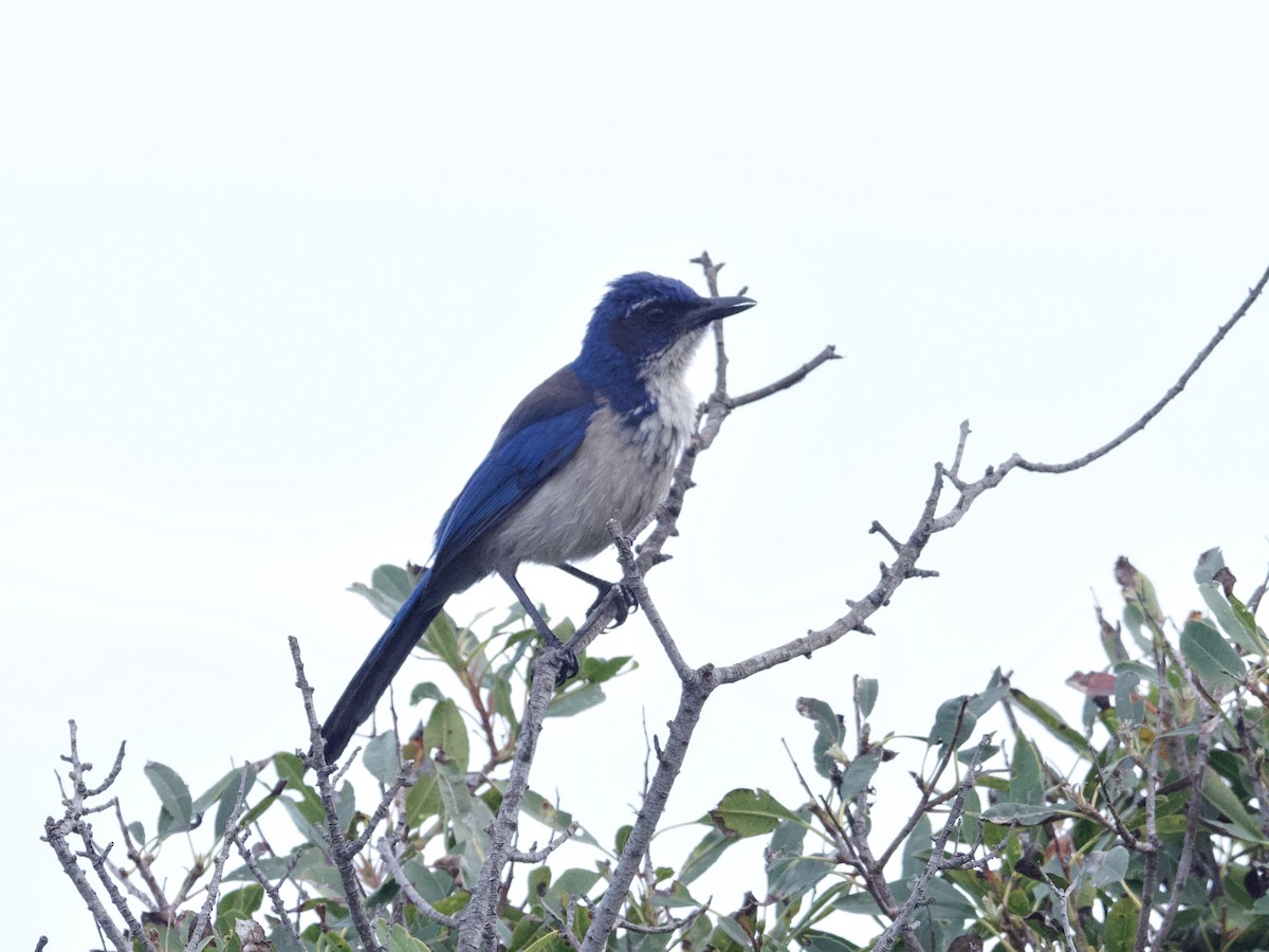 Island Scrub-Jay - Sochetra Ly