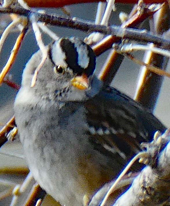 White-crowned Sparrow - ML615379745