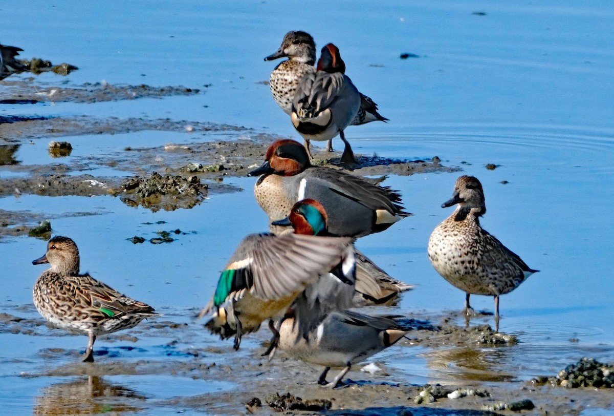 Green-winged Teal - ML615379755