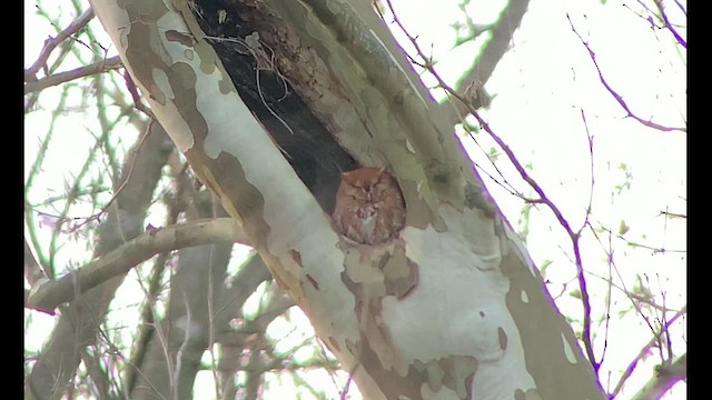 Eastern Screech-Owl - ML615379844