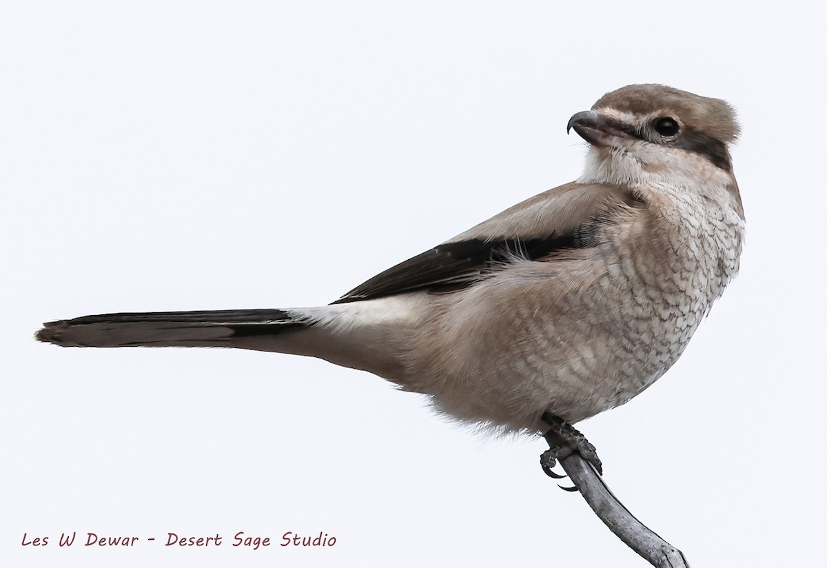 Northern Shrike - Les Dewar