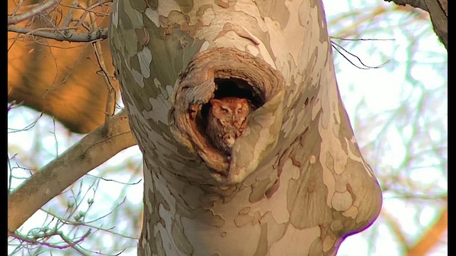 Eastern Screech-Owl - ML615379930