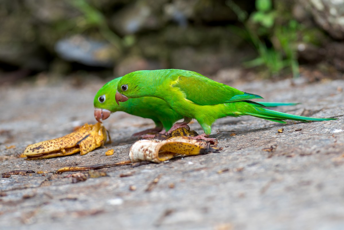 Plain Parakeet - ML615379953