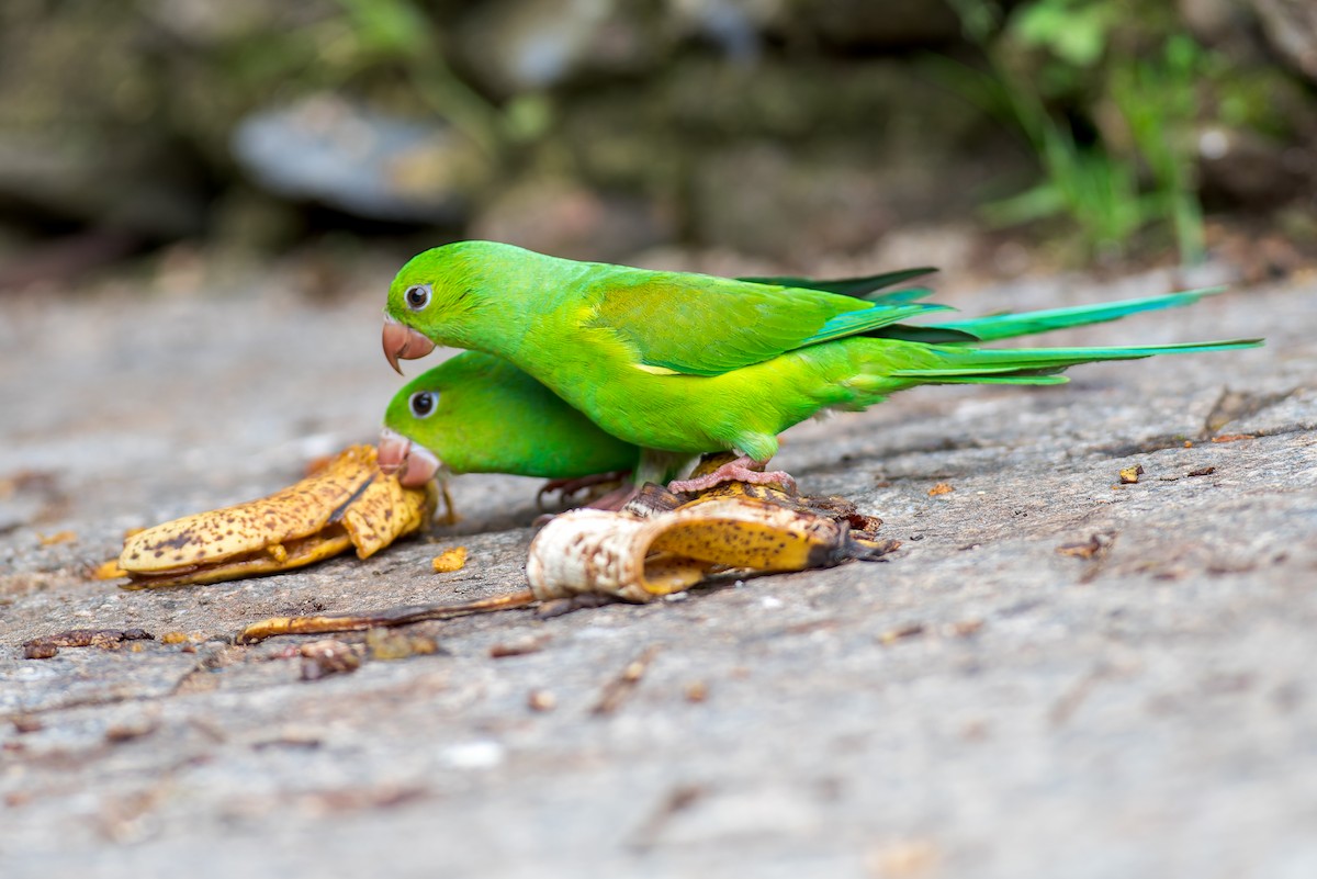 Plain Parakeet - ML615379954