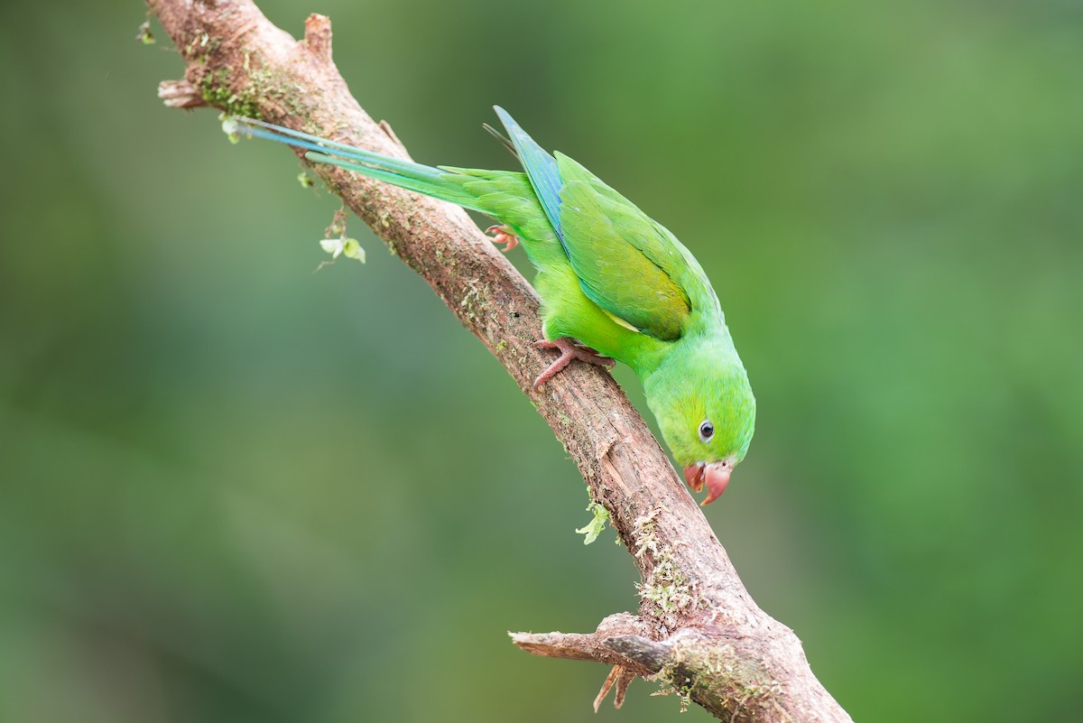 Plain Parakeet - ML615379956