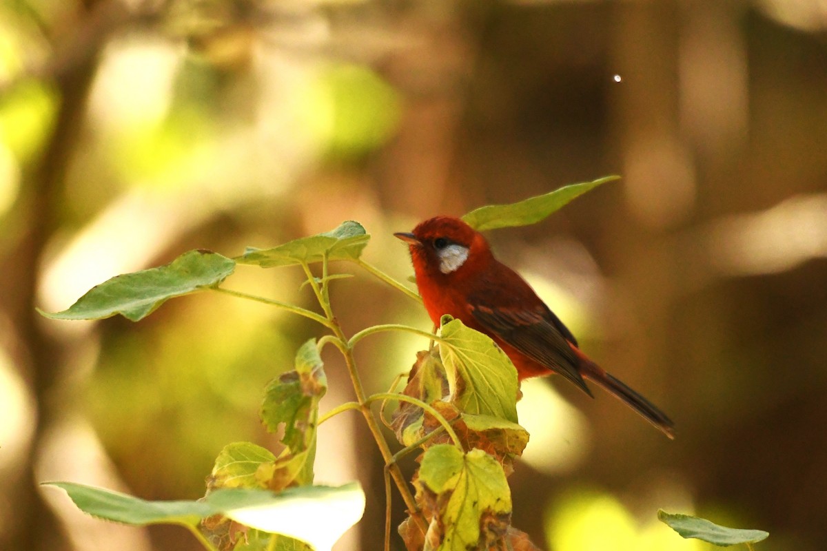Red Warbler (White-cheeked) - ML615380002