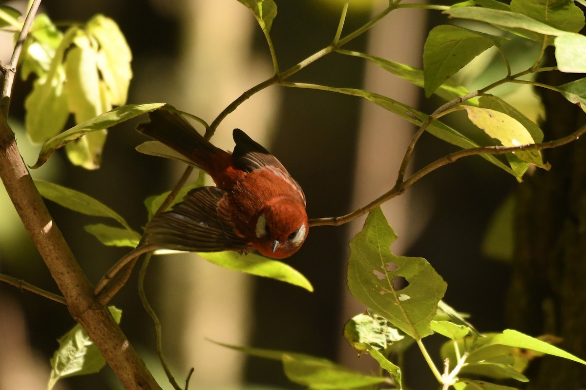 Red Warbler (White-cheeked) - ML615380018
