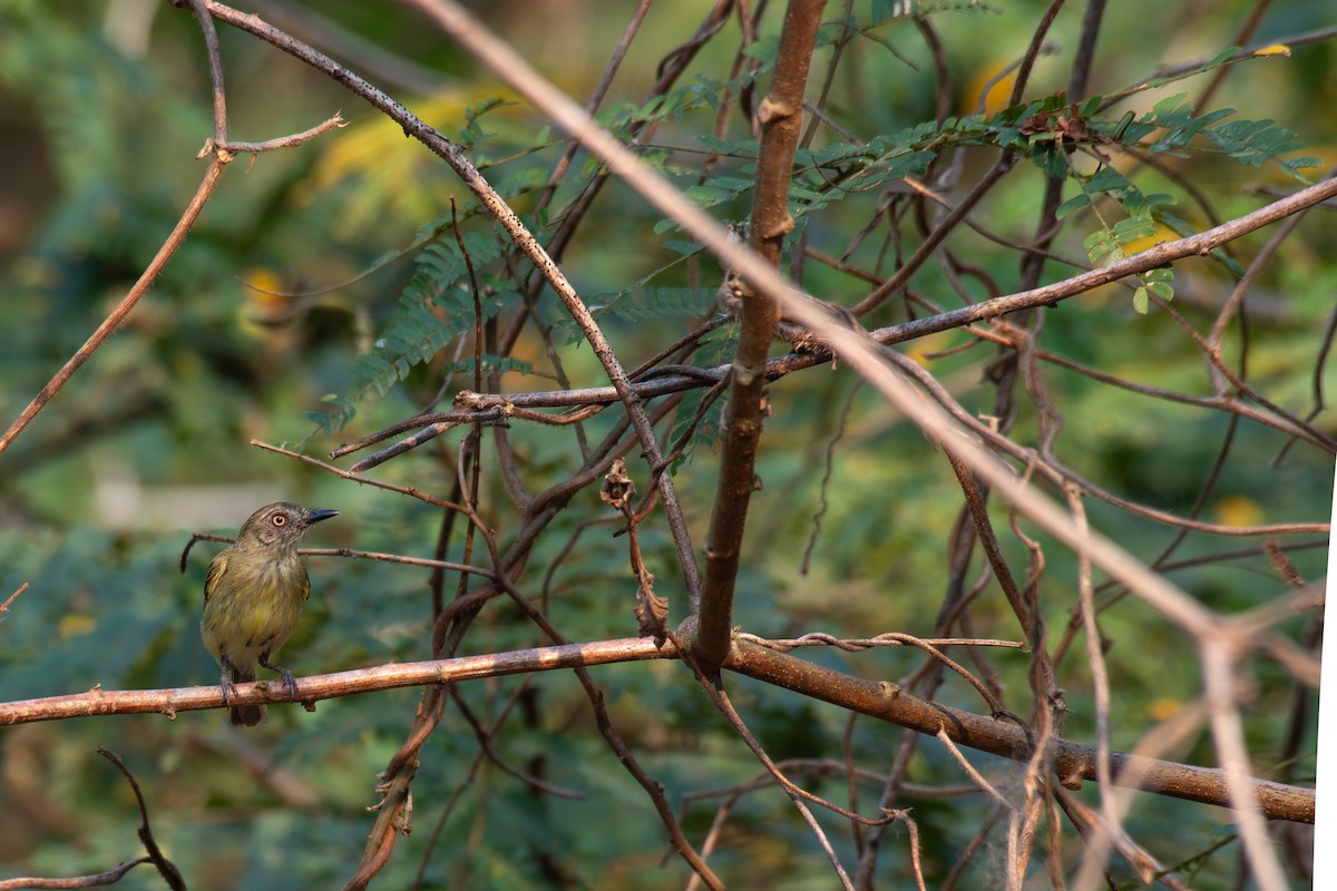 Johannes's Tody-Tyrant - ML615380054