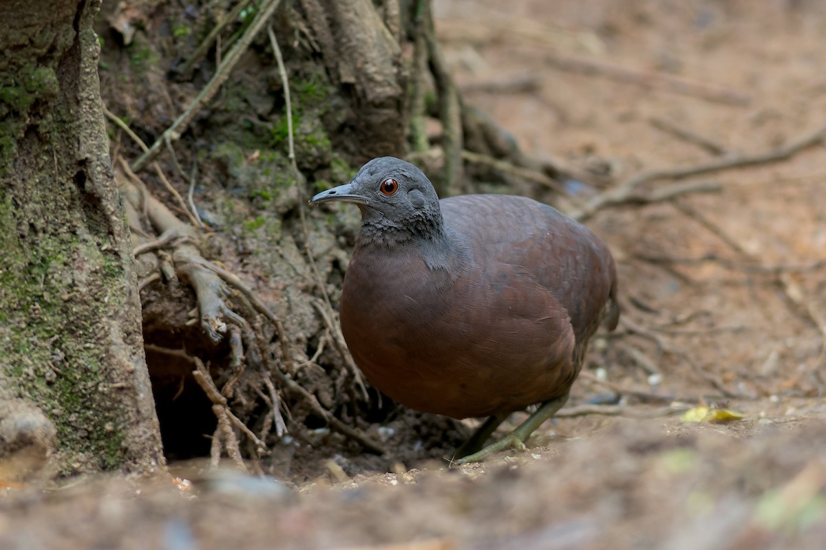 Brown Tinamou - Marcelo  Telles