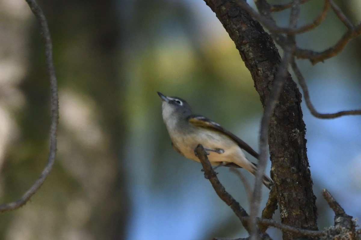 Kurşuni Vireo (plumbeus/gravis) - ML615380099