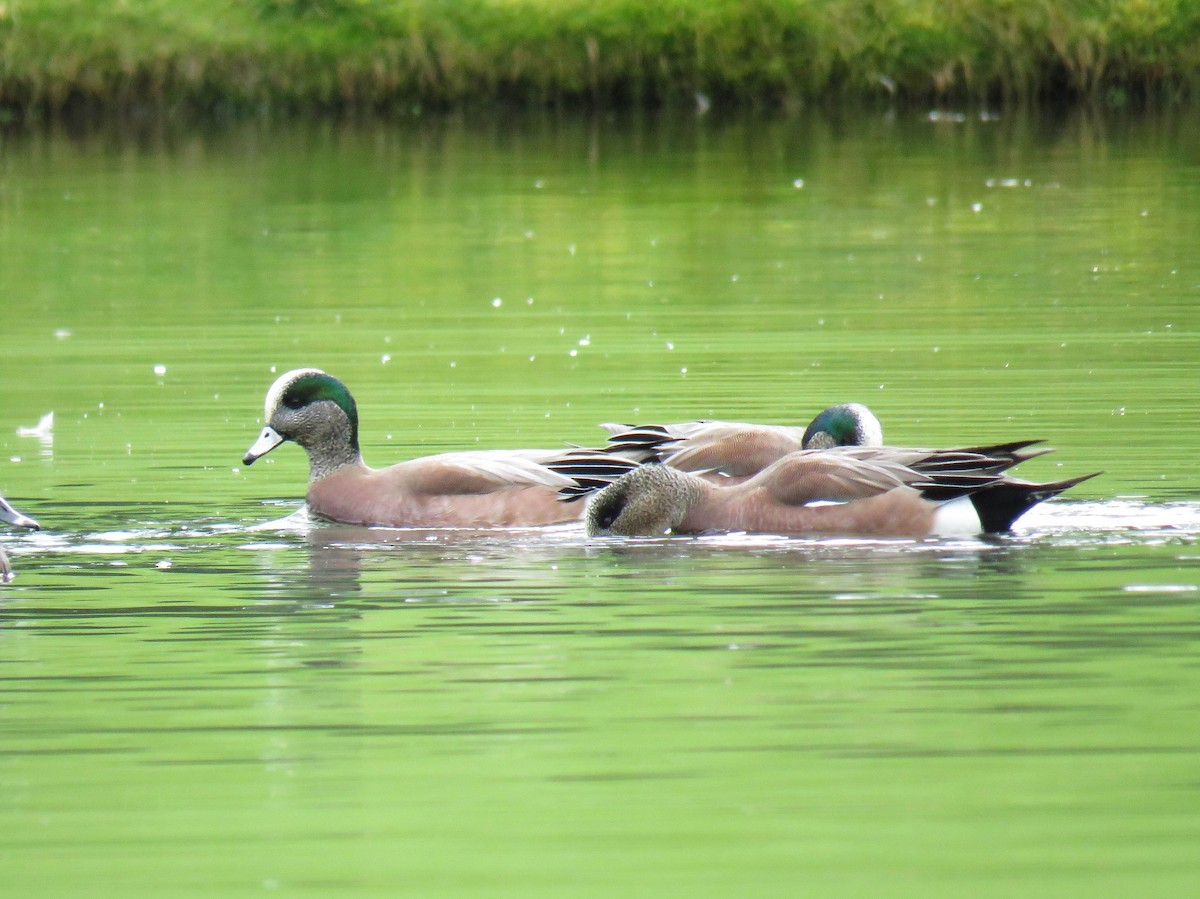 American Wigeon - ML615380133