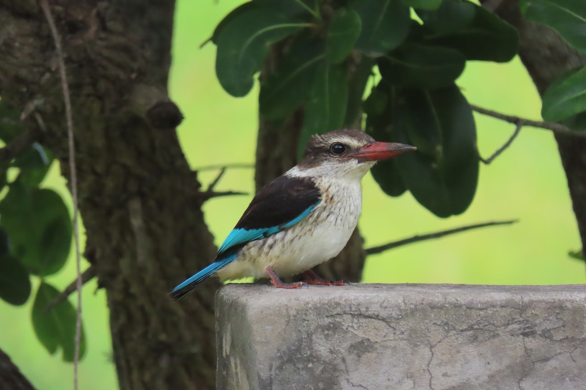 Brown-hooded Kingfisher - ML615380157