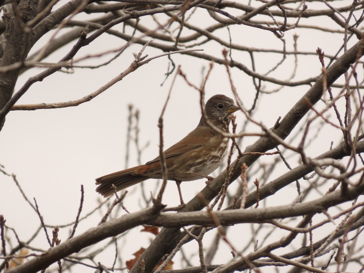 Fox Sparrow - Steven Lima