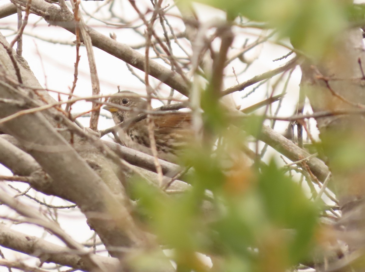 Fox Sparrow - ML615380217