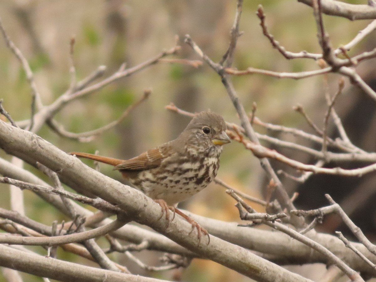 Fox Sparrow - Steven Lima