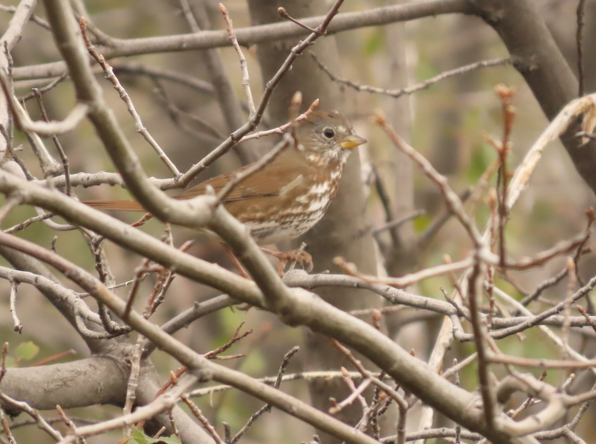 Fox Sparrow - Steven Lima