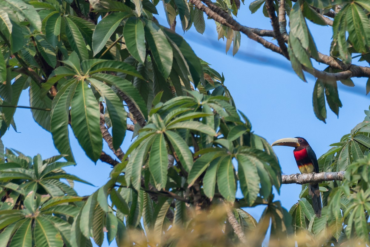 Ivory-billed Aracari (Brown-billed) - ML615380224