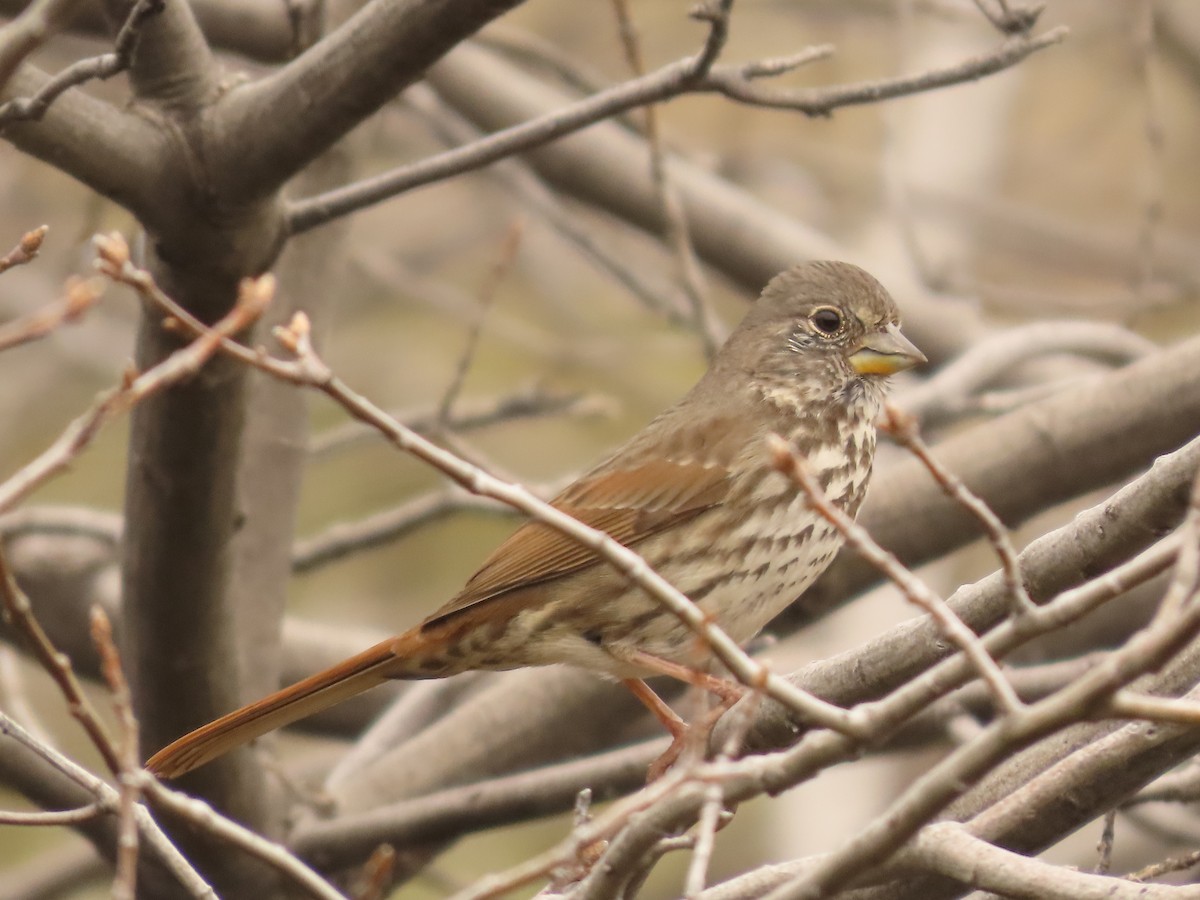 Fox Sparrow - ML615380227