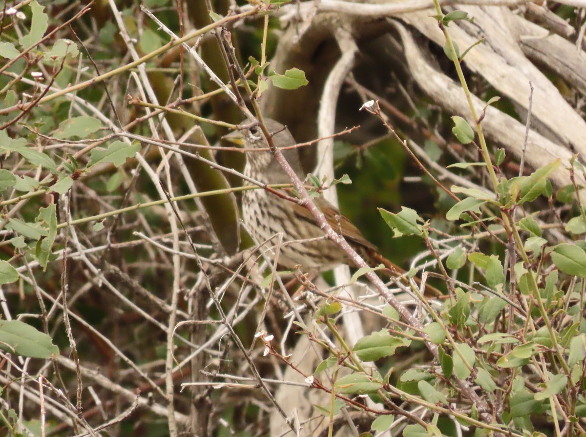 Fox Sparrow - ML615380245