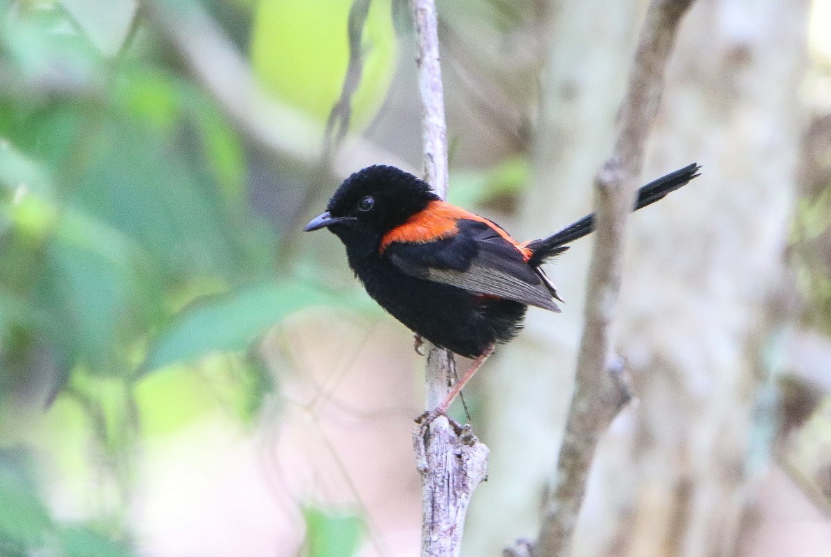 Red-backed Fairywren - ML615380266